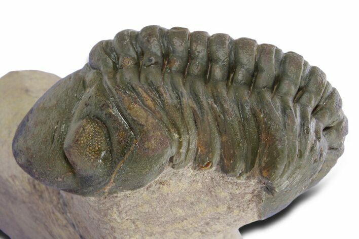Detailed Reedops Trilobite - Atchana, Morocco #359177